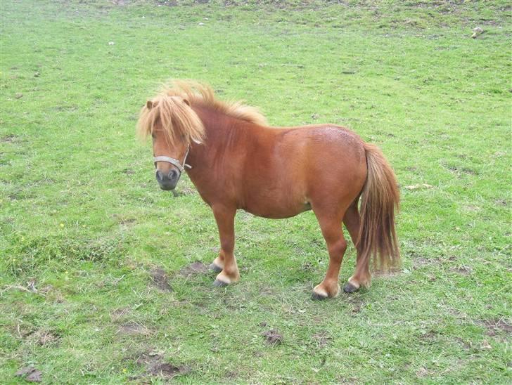 Miniature Teodor *solgt 25/4-2009* billede 13