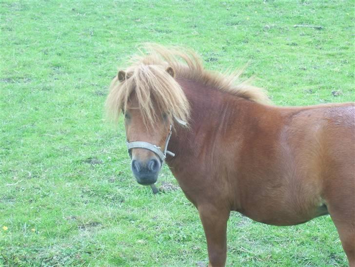 Miniature Teodor *solgt 25/4-2009* billede 14