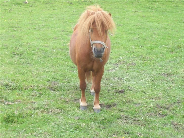 Miniature Teodor *solgt 25/4-2009* billede 15