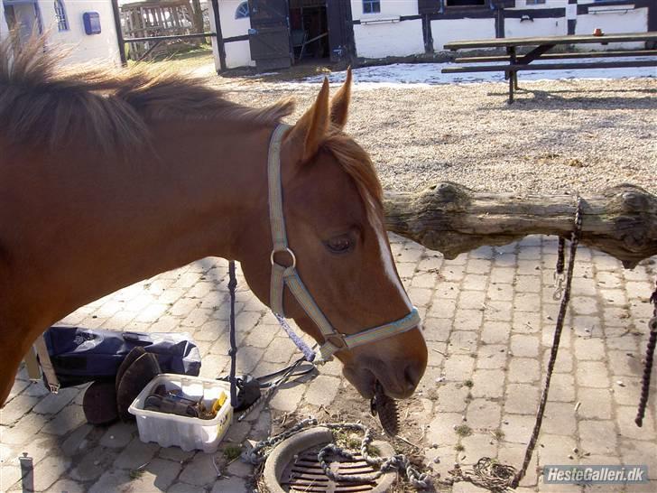 Hollandsk Sportspony Erik (Pan)*AFLIVET*<3 :'( - Hvorfor kan man ikke spise en  strigler? ;D elsker fanme den pony <3 billede 8