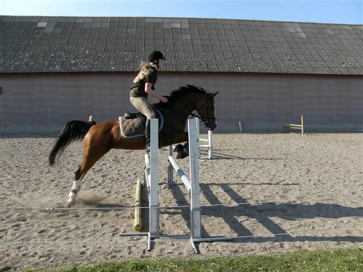 Sportsaraber (A) Chanel - til springkursus hos marlene rosenheim. :) billede 8
