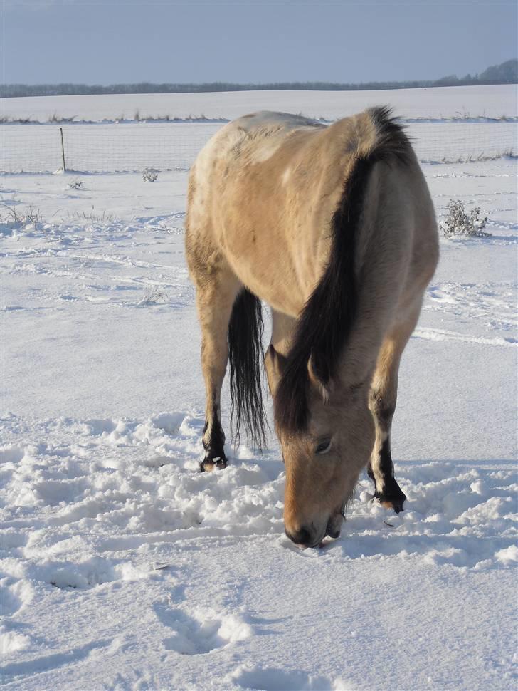 Anden særlig race Cervinagaards Smut - vinter 09 min smukkke pony :) billede 18