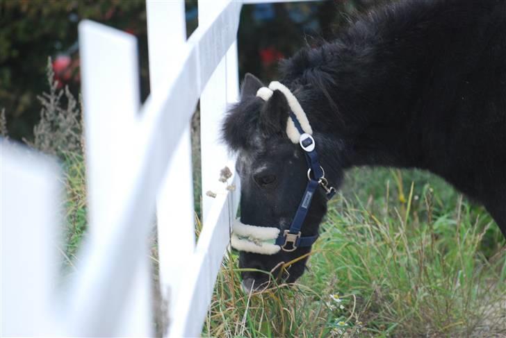 Anden særlig race Garfield billede 1