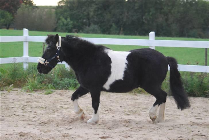Anden særlig race Garfield billede 2