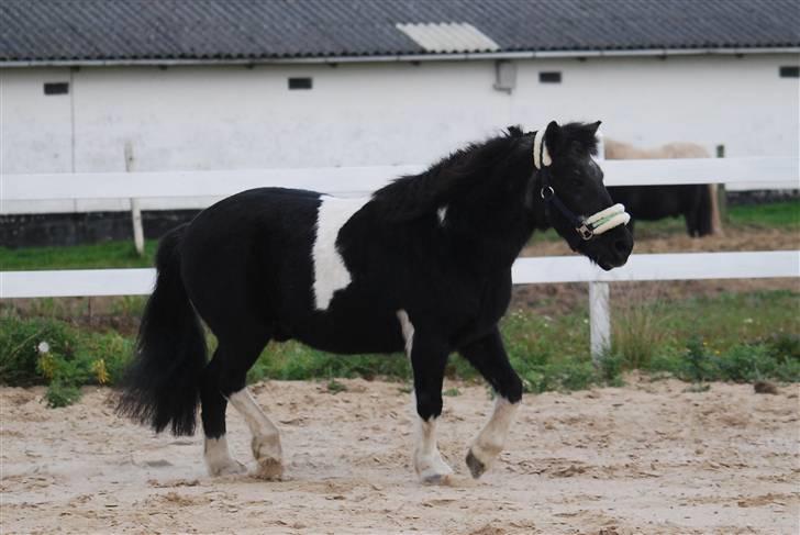 Anden særlig race Garfield billede 3