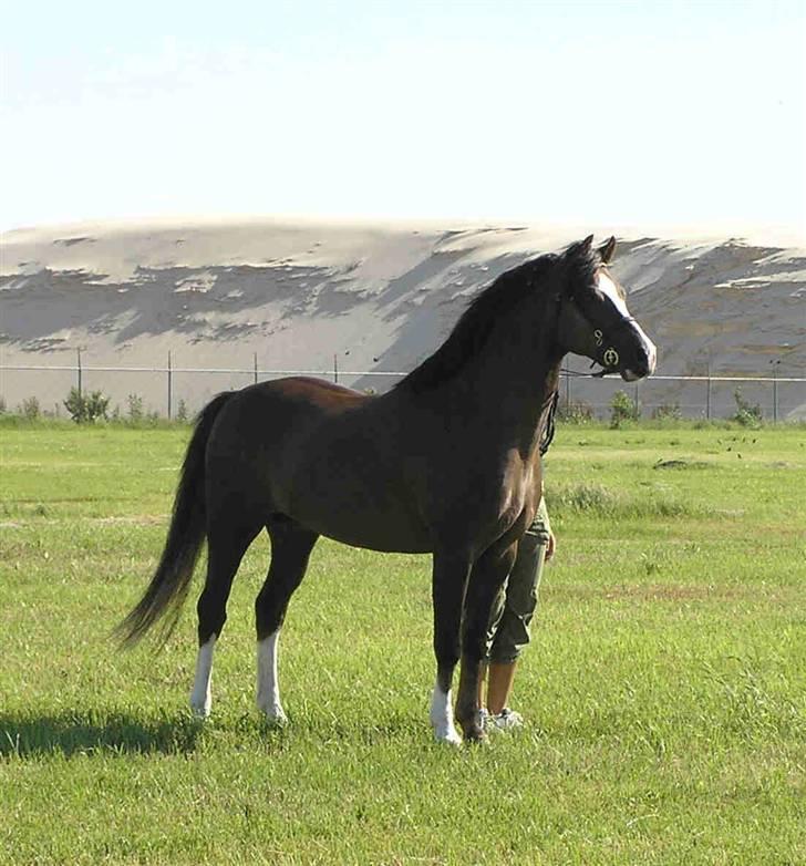 Welsh Pony (sec B) Bjerregårds Witek billede 2