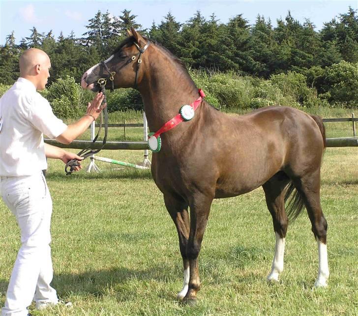 Welsh Pony (sec B) Bjerregårds Witek billede 3