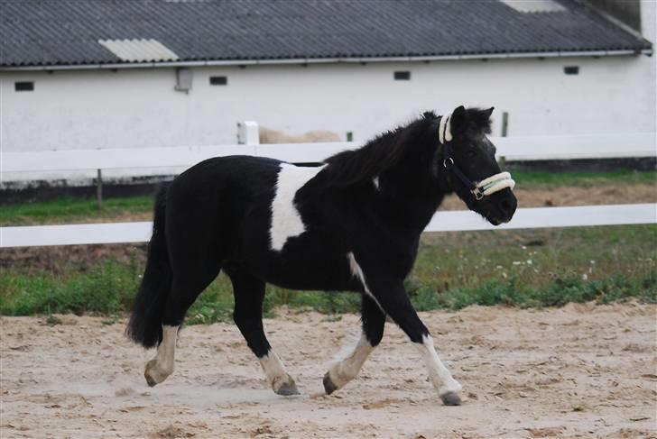 Anden særlig race Garfield billede 4