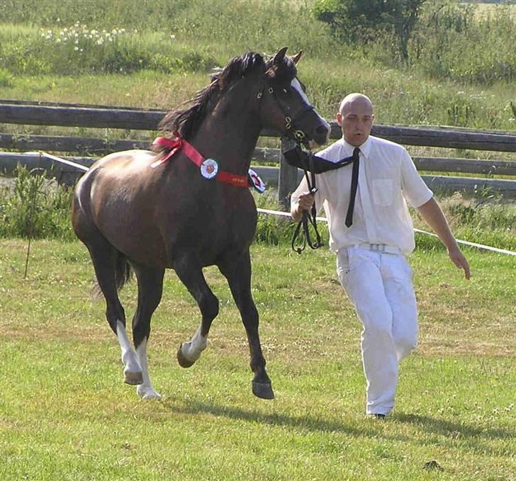 Welsh Pony (sec B) Bjerregårds Witek billede 4