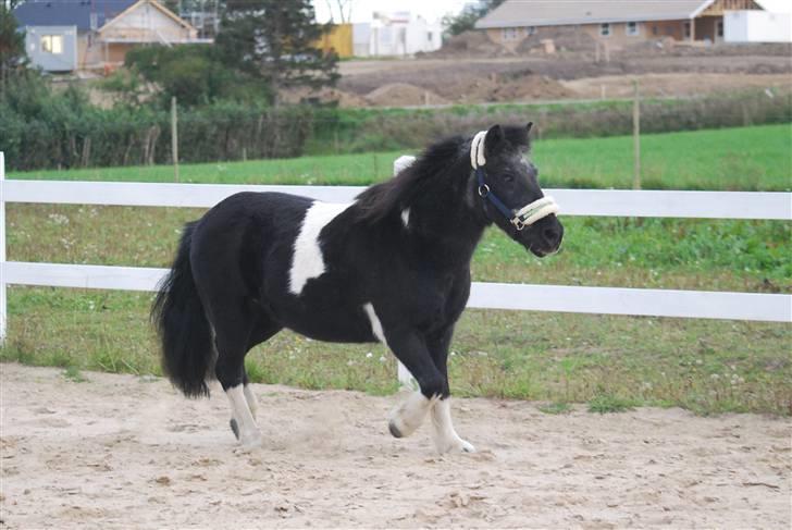 Anden særlig race Garfield billede 5