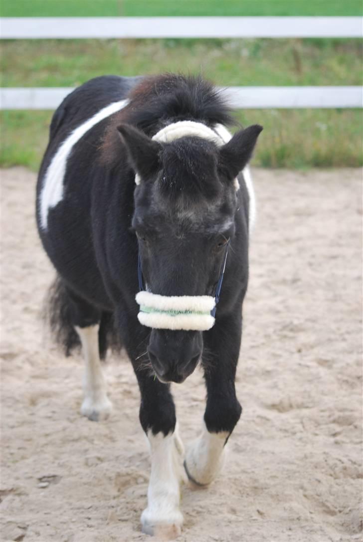 Anden særlig race Garfield billede 6