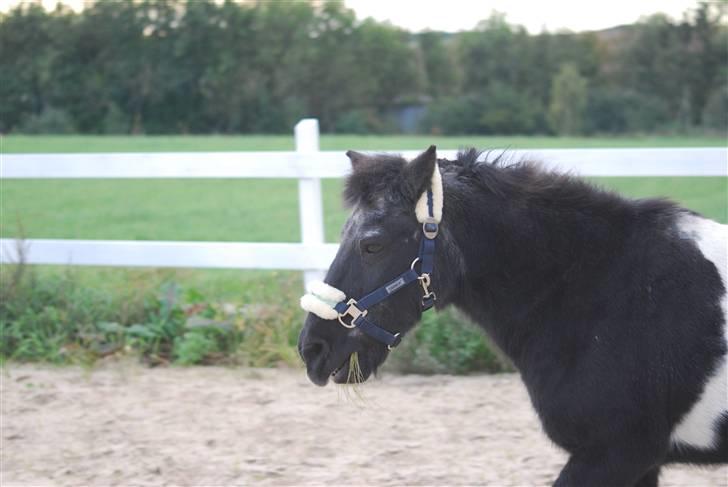 Anden særlig race Garfield billede 7