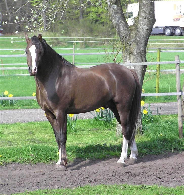 Welsh Pony (sec B) Bjerregårds Witek billede 6