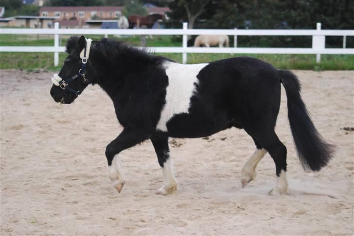 Anden særlig race Garfield billede 8