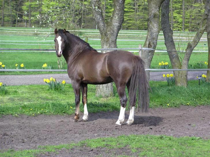 Welsh Pony (sec B) Bjerregårds Witek billede 7