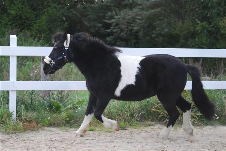 Anden særlig race Garfield billede 9