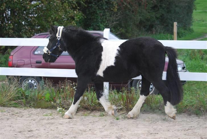 Anden særlig race Garfield billede 10