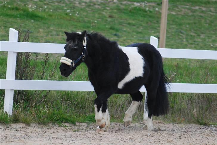 Anden særlig race Garfield billede 11