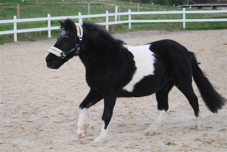 Anden særlig race Garfield billede 12