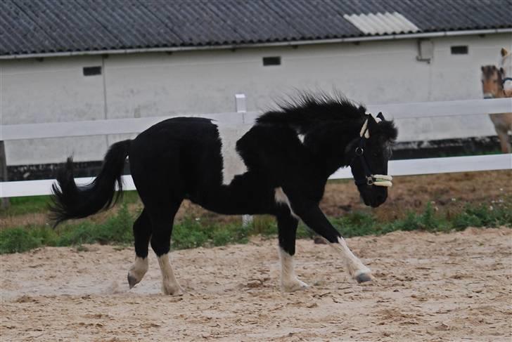 Anden særlig race Garfield billede 13