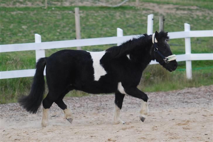 Anden særlig race Garfield billede 14