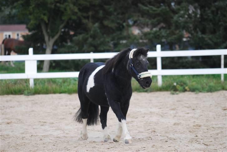 Anden særlig race Garfield billede 15