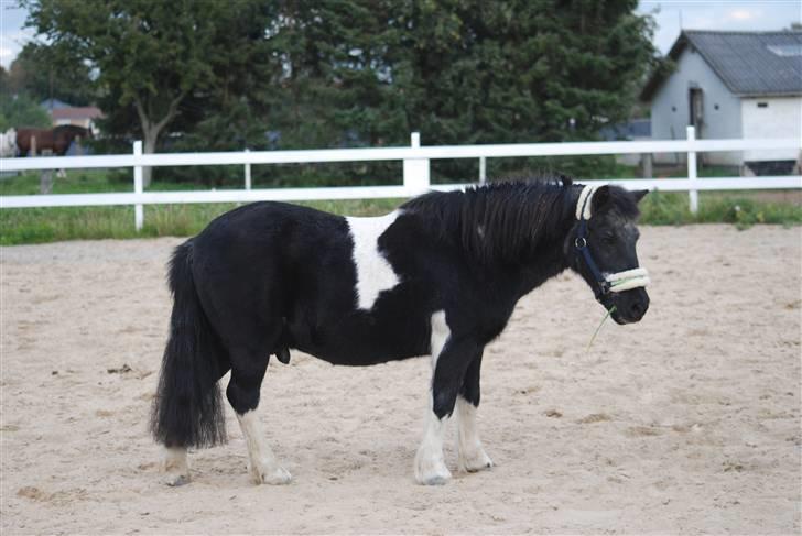 Anden særlig race Garfield billede 16