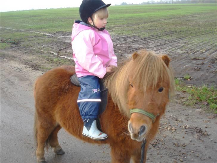 Shetlænder Don B - Lykke ude og ride igen billede 16