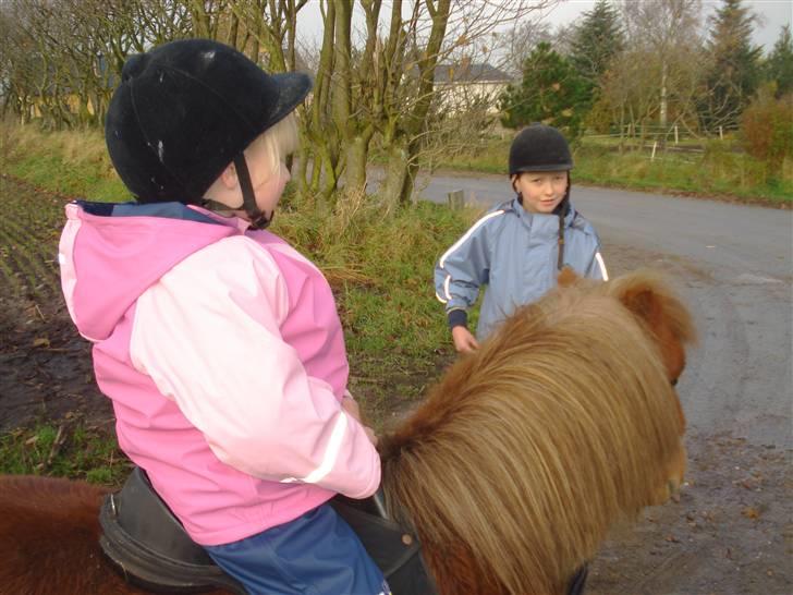 Shetlænder Don B - Ja sørme om ikke begge unger er med billede 17
