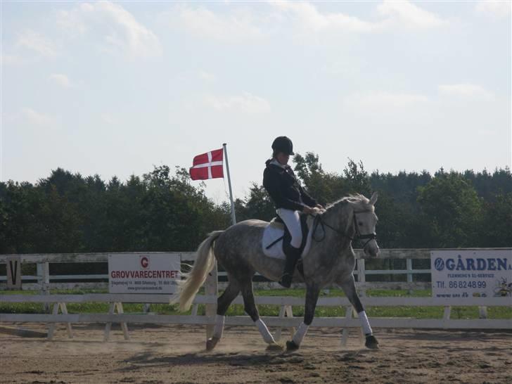 DSP Lisell *Himmelhest* - Stævne på lind i starten af 09 (; billede 9