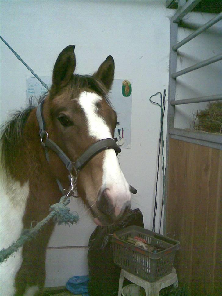 Pinto Jasmin billede 9