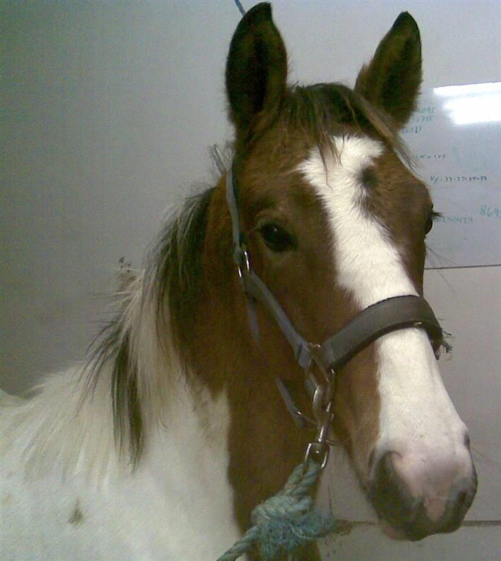 Pinto Jasmin billede 10