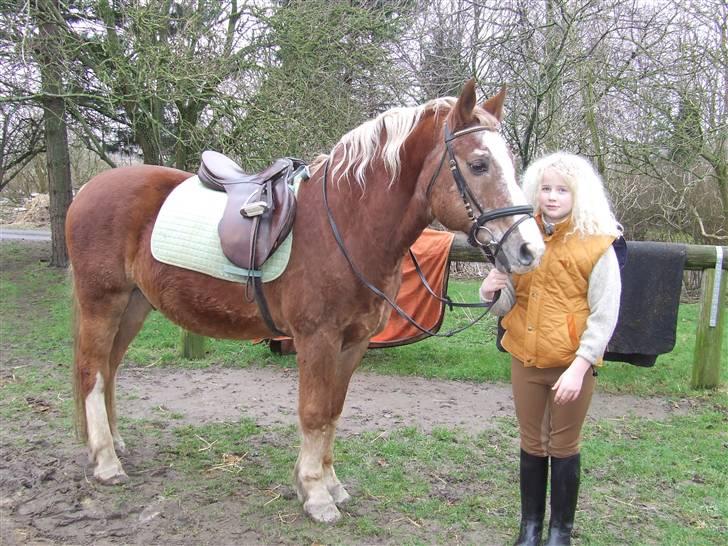 Anden særlig race Anton (gammel ridehest?) - Anton igen billede 4