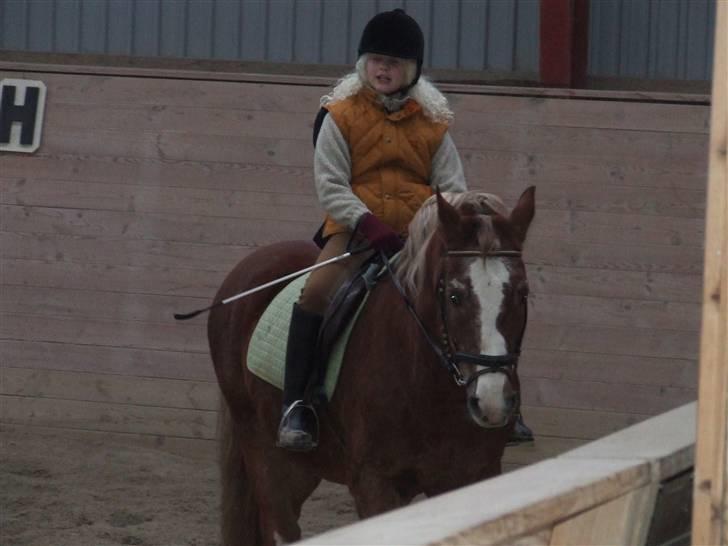 Anden særlig race Anton (gammel ridehest?) - Red så dårligt den gang! billede 5