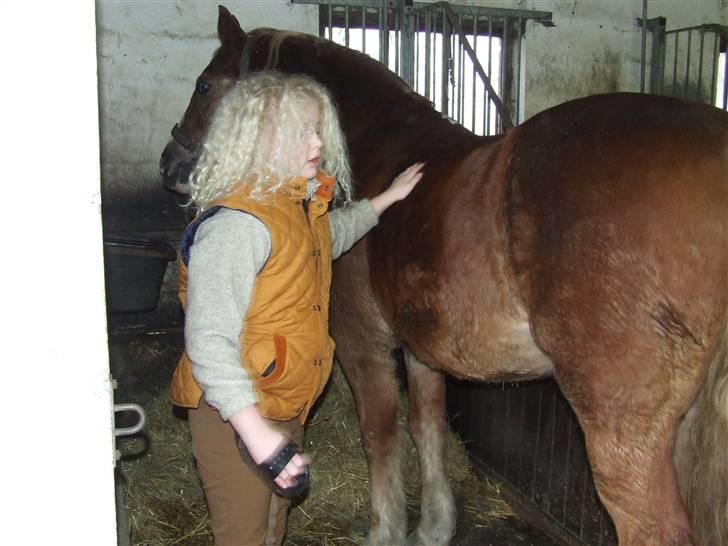 Anden særlig race Anton (gammel ridehest?) - Hvor er han snavset! billede 6