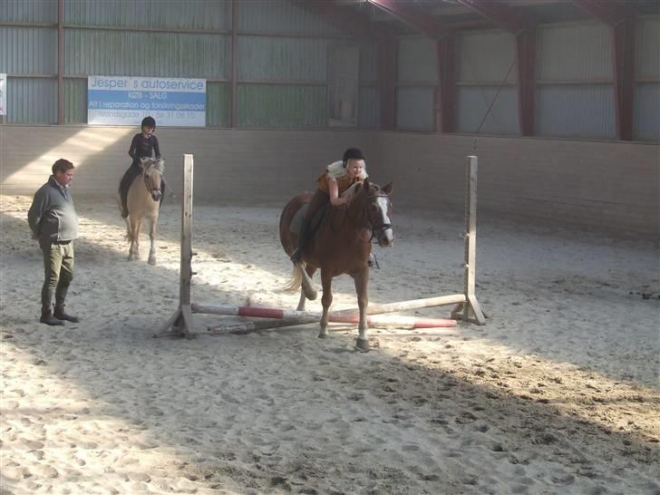 Anden særlig race Anton (gammel ridehest?) - Da jeg sprang for første gang. Det er jeg ikke lige så god til  billede 7