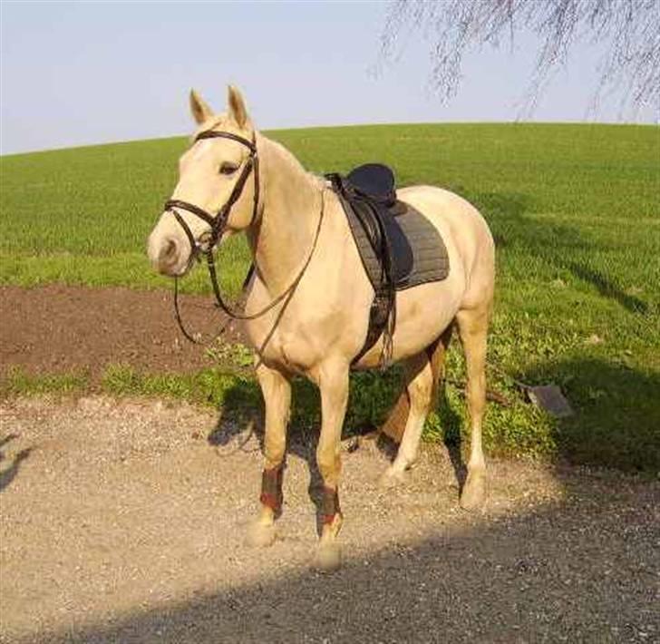 Palomino Bell Cavallo Fair Farina - Fair Farina billede 1