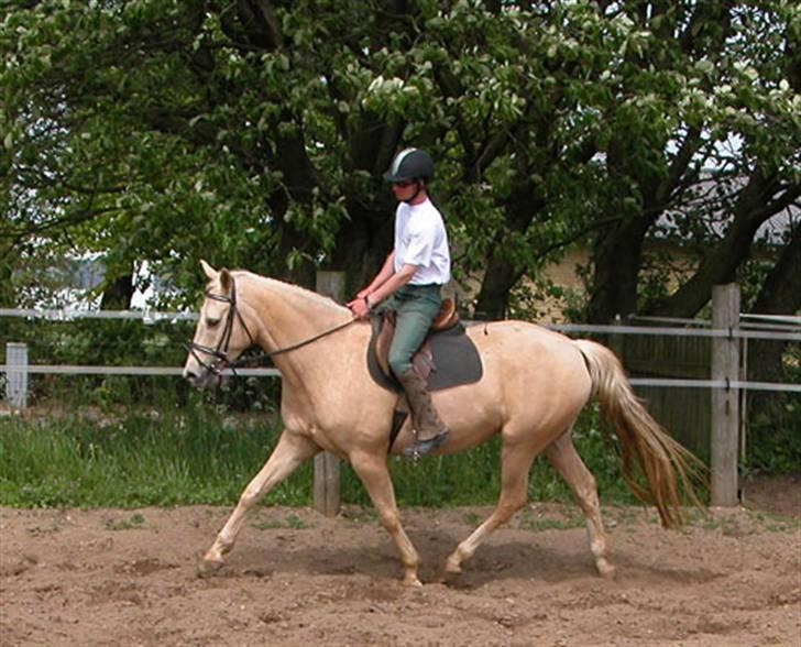 Palomino Bell Cavallo Fair Farina billede 2
