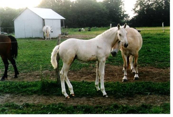 Palomino Bell Cavallo Fair Farina - Fair Farina som føl ca et halvt år gammel billede 3