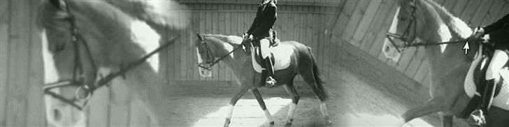 Anden særlig race Rosa R.I.P billede 16