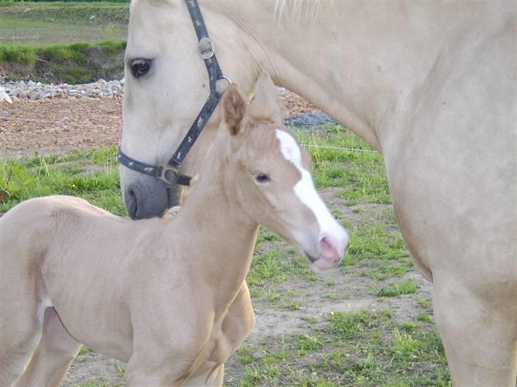 Palomino Bell Cavallo Fair Farina billede 4