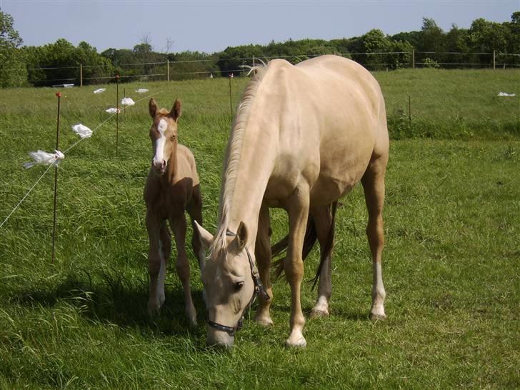 Palomino Bell Cavallo Fair Farina - Fair Farina og Bell Feodora sommeren 2008 billede 5