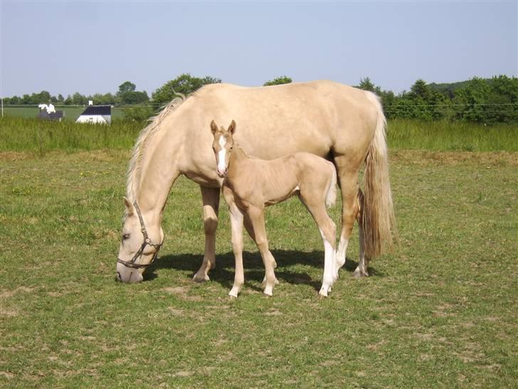 Palomino Bell Cavallo Fair Farina billede 6