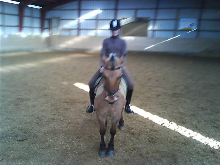 Anden særlig race flopper - lidt dressur træning billedet er dog lidt sløret :) billede 5