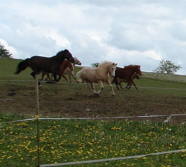 Palomino Max Edslev - SOLGT - Jubii nu lukker hun os på græs:) billede 12