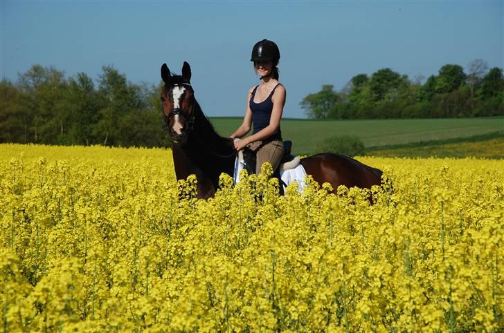 Oldenborg Usolan af Hvarre - Solgt billede 13