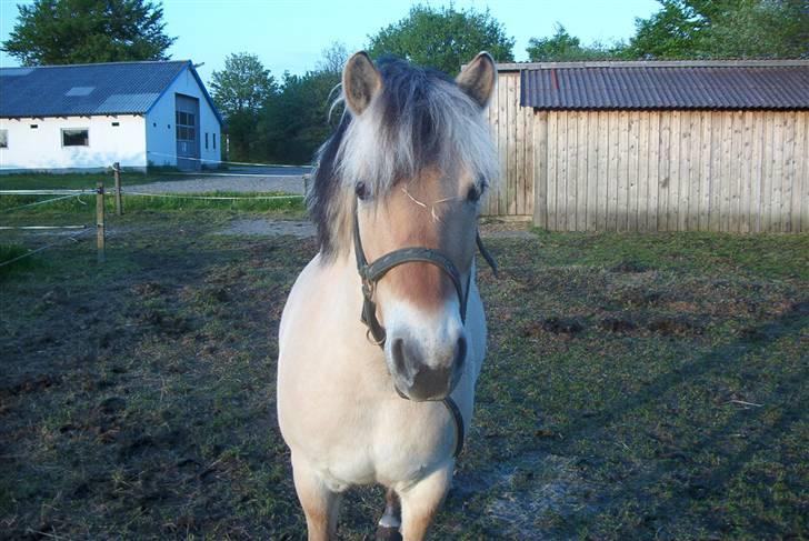 Fjordhest Vestergårdens Trine SOLGT - Trine 2 år billede 1
