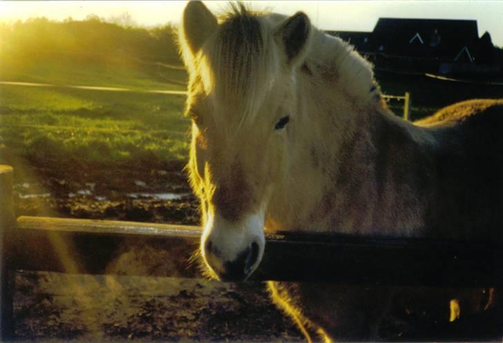 Fjordhest Vestergårdens Trine SOLGT - Langhåret vinterhyp :D billede 2