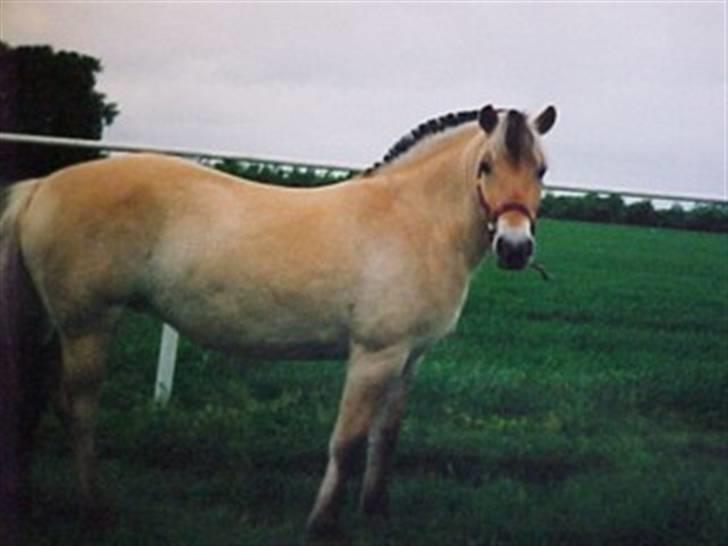 Fjordhest Vestergårdens Trine SOLGT - Trine 1 år billede 3