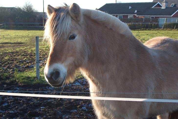Fjordhest Vestergårdens Trine SOLGT - Stadig langhåret hyp billede 4